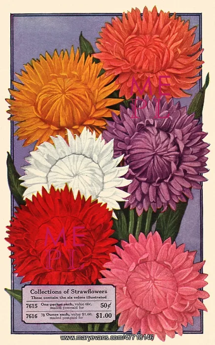  : Strawflowers