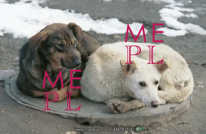 : Stray dogs : Stray dogs