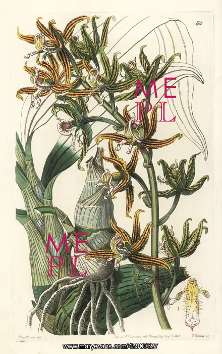 : Streaked mormodes orchid, Mormodes lineata : Streaked mormodes orchid, Mormodes lineata