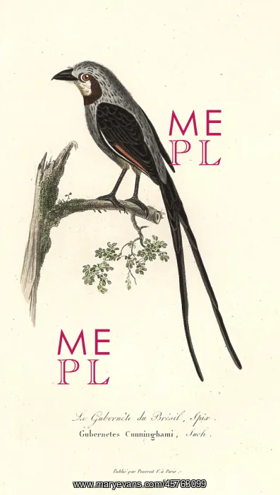 : Streamer-tailed tyrant, Gubernetes yetapa : Streamer-tailed tyrant, Gubernetes yetapa