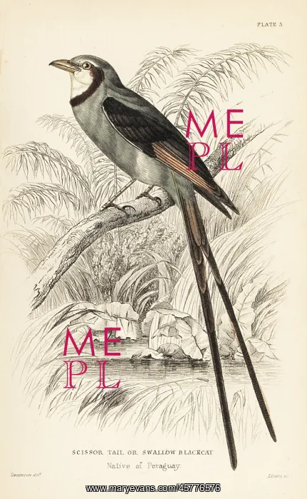 : Streamer-tailed tyrant, Gubernetes yetapa : Streamer-tailed tyrant, Gubernetes yetapa