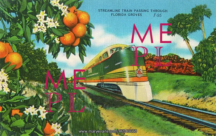 : Streamline Train passing through Florida Orange groves : Streamline Train passing through Florida Orange groves