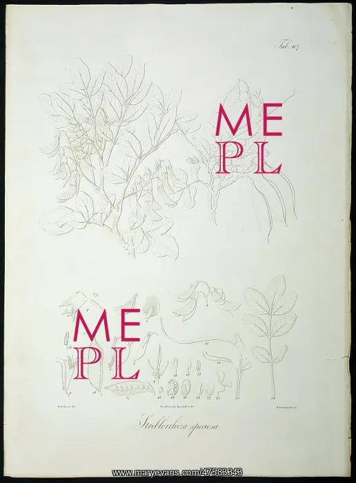 : Streblorrhiza speciosa : Streblorrhiza speciosa