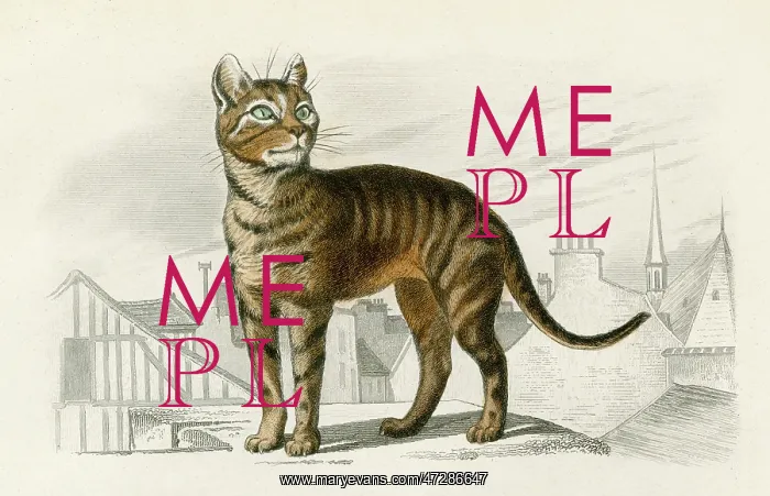  : STREET CAT