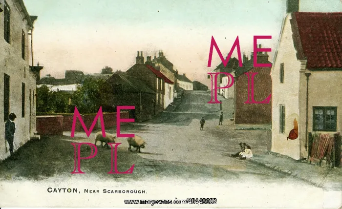 : Street with Pigs, Cayton, Yorkshire : Street with Pigs, Cayton, Yorkshire