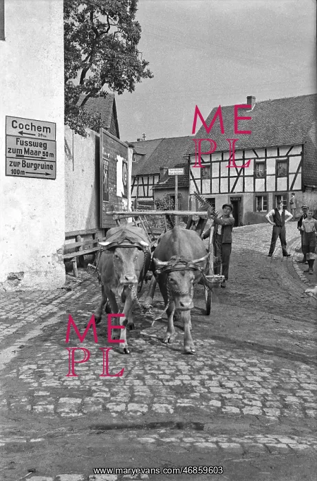 : Street scene with oxen, Germany : Street scene with oxen, Germany
