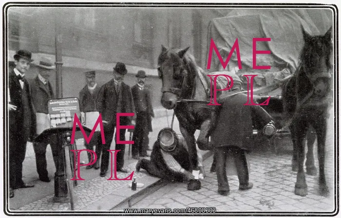 : Street Surgery for Animals 1906 : Street Surgery for Animals 1906