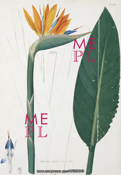 : Strelitzia regina, bird of paradise : Strelitzia regina, bird of paradise