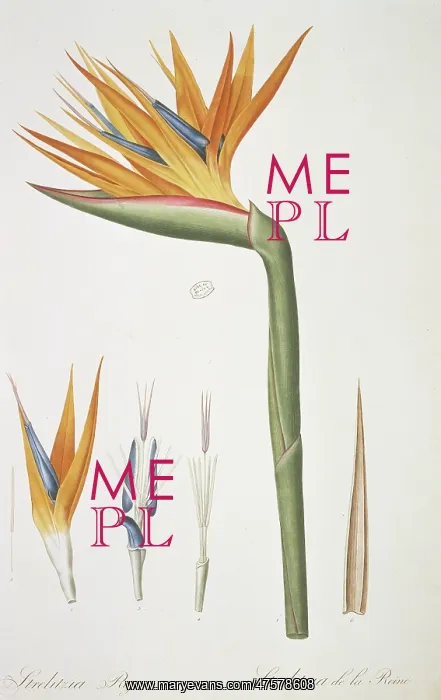 : Strelitzia reginae, bird of paradise : Strelitzia reginae, bird of paradise