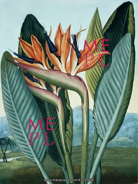 : Strelitzia reginae, Queen plant : Strelitzia reginae, Queen plant