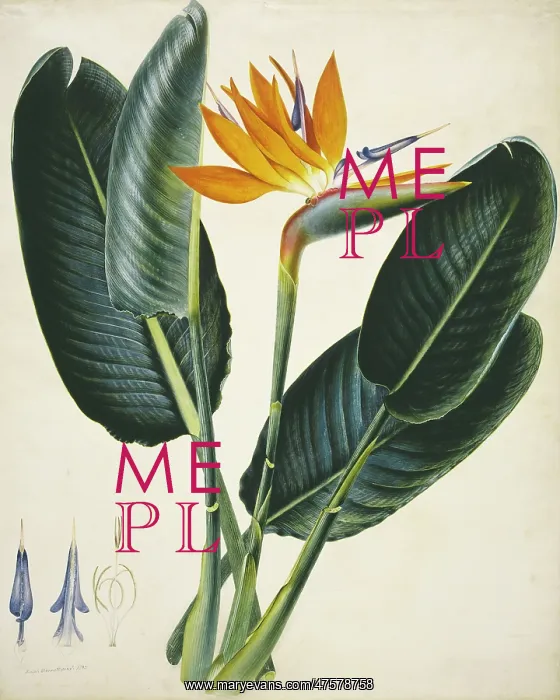 : Strelitzia sp : Strelitzia sp