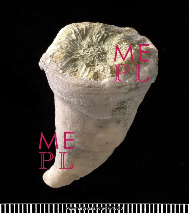 : Streptelasma, coral : Streptelasma, coral