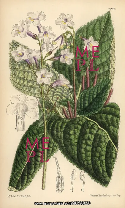 : Streptocarpus parviflora, native of the Cape : Streptocarpus parviflora, native of the Cape