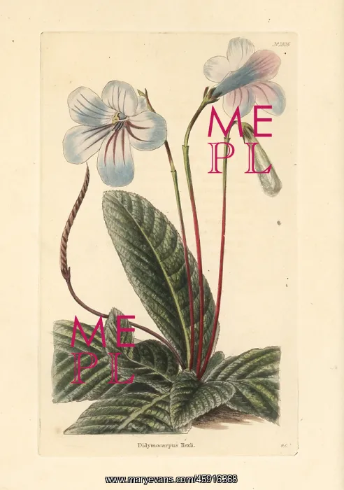 : Streptocarpus rexii : Streptocarpus rexii