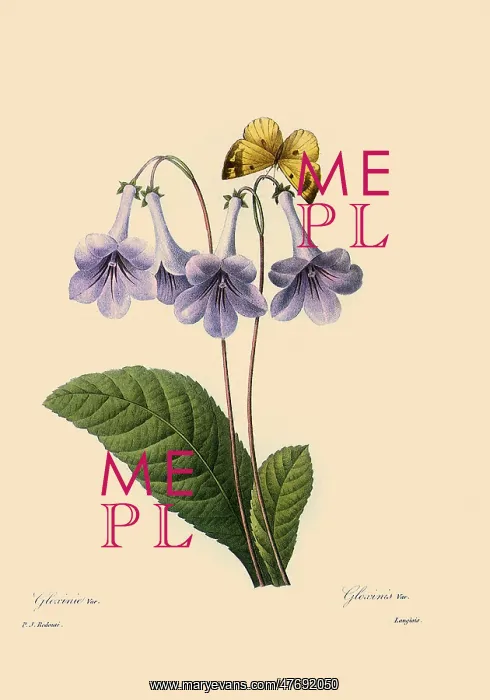 : Streptocarpus rexii : Streptocarpus rexii