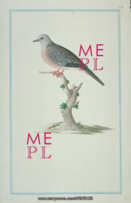 : Streptopelia chinensis suratensis, spotted-necked dove : Streptopelia chinensis suratensis, spotted-necked dove