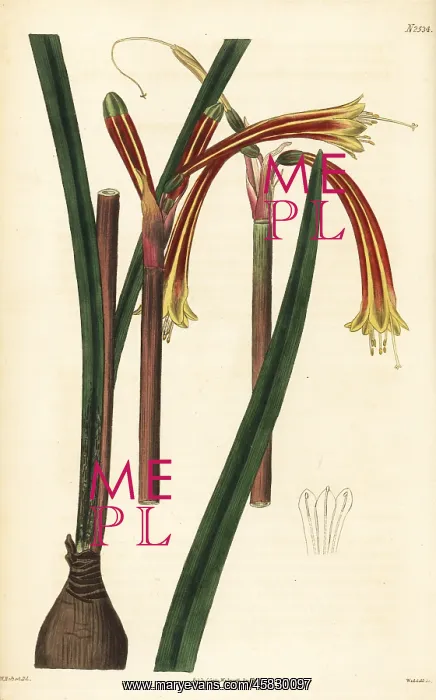 : Striated cyrtanthus, Cyrtanthus striatus : Striated cyrtanthus, Cyrtanthus striatus