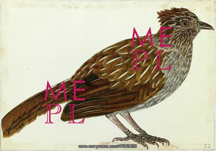 : Striated Laughingthrush, Garrulax striatus : Striated Laughingthrush, Garrulax striatus