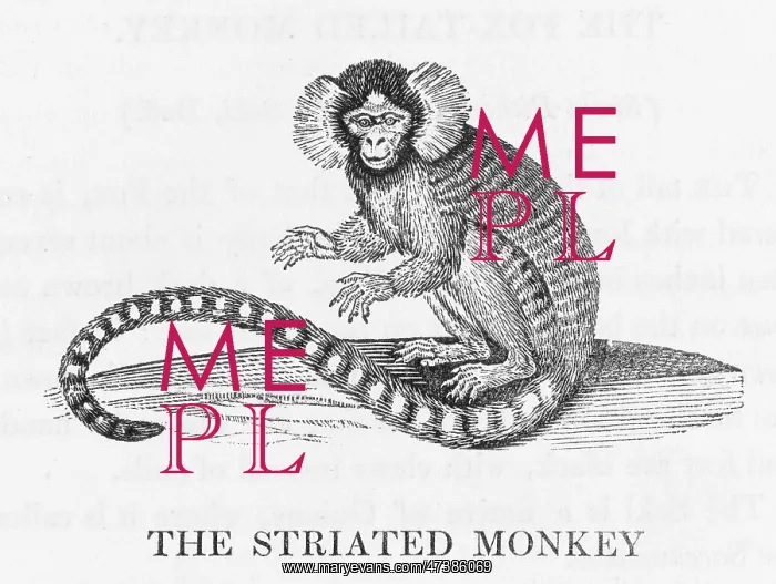 : STRIATED MONKEY (BEWICK) : STRIATED MONKEY (BEWICK)