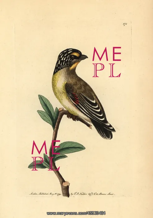 : Striated pardalote, Pardalotus striatus : Striated pardalote, Pardalotus striatus