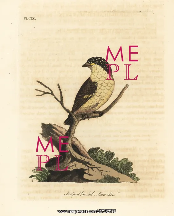 : Striated pardalote, Pardalotus striatus : Striated pardalote, Pardalotus striatus