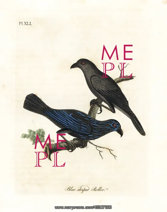 : Striated starling, Aplonis striata : Striated starling, Aplonis striata