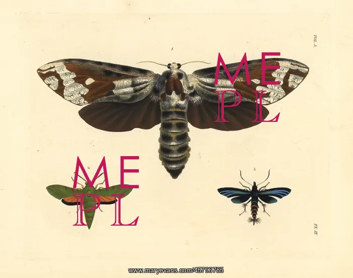 : Strigocossus crassa, Basiothia medea, and : Strigocossus crassa, Basiothia medea, and