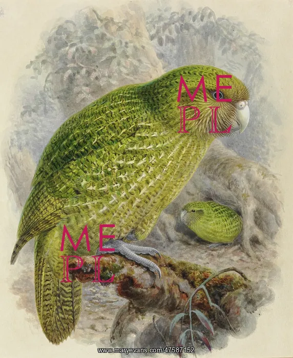 : Strigops habroptilus, kakapo : Strigops habroptilus, kakapo