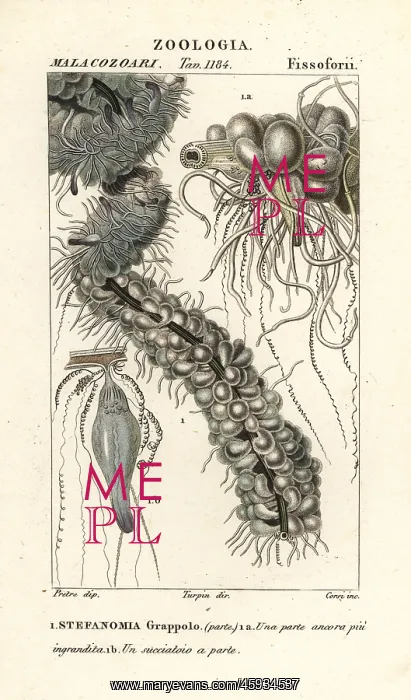 : String jellyfish, Apolemia uvaria : String jellyfish, Apolemia uvaria