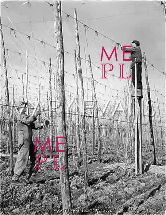 : STRINGING FOR HOPS : STRINGING FOR HOPS