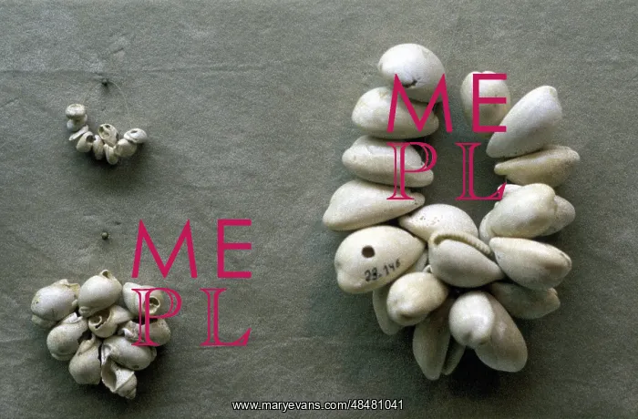 : Strings of Cowrie shells. Through the ages, these : Strings of Cowrie shells. Through the ages, these