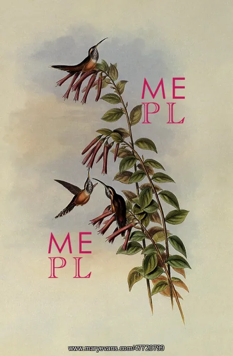 : Stripe-Throated Hermit, PhaEothornis Striigularis : Stripe-Throated Hermit, PhaEothornis Striigularis