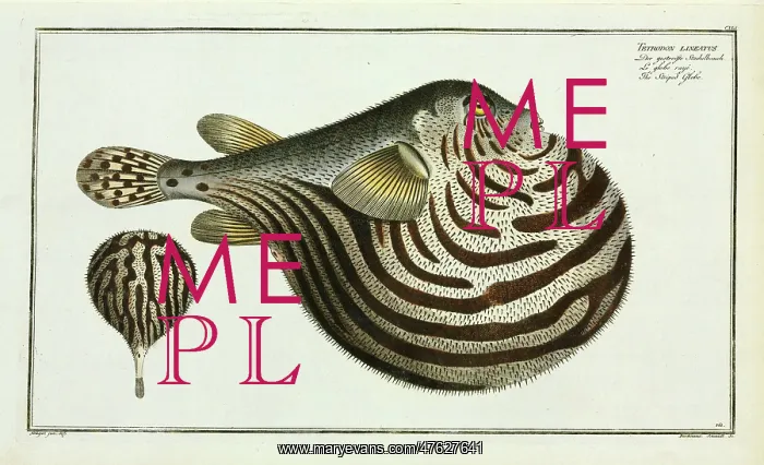 : The Striped fish (Arothron stellatus) : The Striped fish (Arothron stellatus)