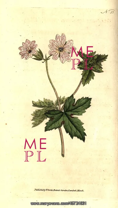 : Striped geranium, Geranium versicolor : Striped geranium, Geranium versicolor
