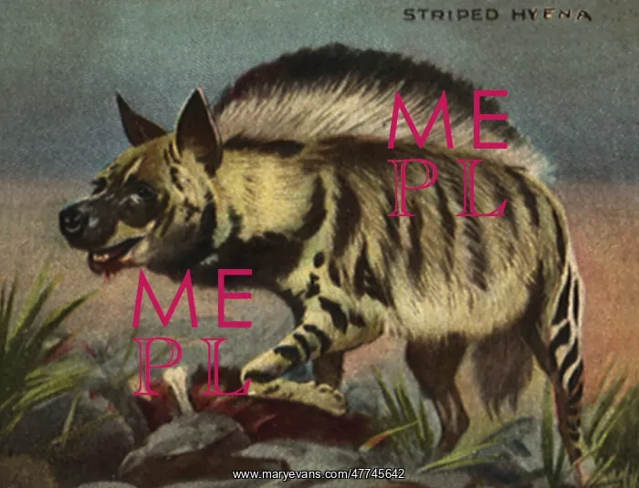  : Striped Hyena