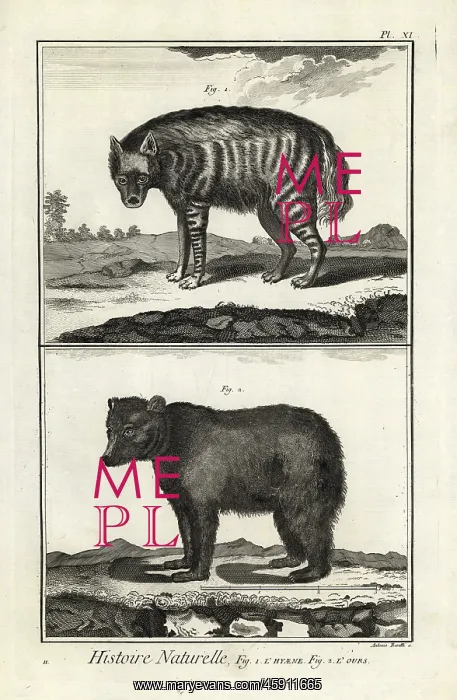 : Striped hyena and brown bear : Striped hyena and brown bear