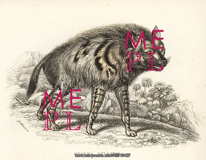 : Striped hyena, Hyaena hyaena : Striped hyena, Hyaena hyaena