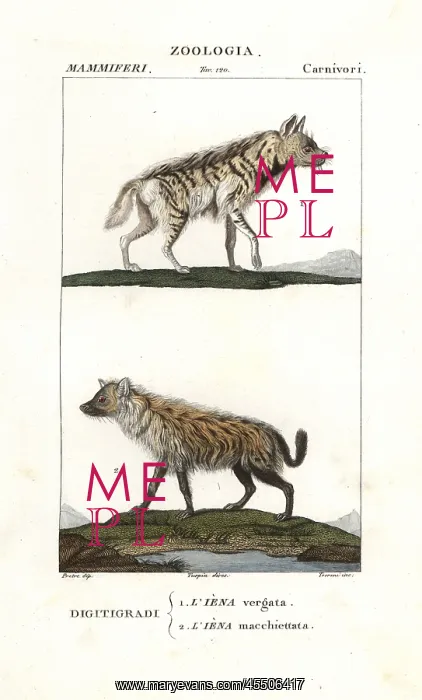 : Striped hyena, Hyaena hyaena, and spotted hyena : Striped hyena, Hyaena hyaena, and spotted hyena