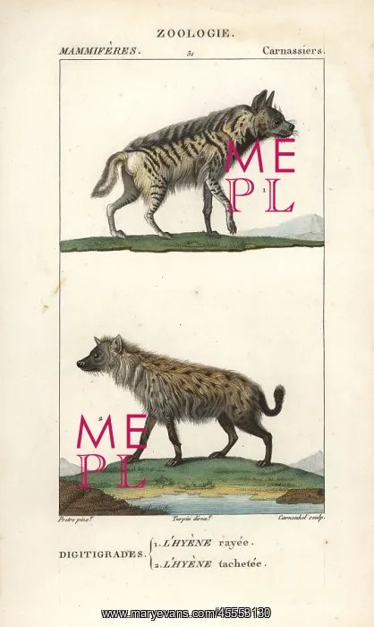 : Striped hyena, Hyaena hyaena, and spotted hyena : Striped hyena, Hyaena hyaena, and spotted hyena