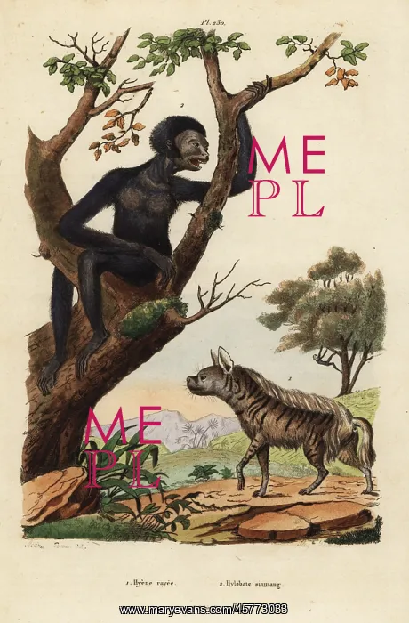 : Striped hyena and siamang, endangered : Striped hyena and siamang, endangered