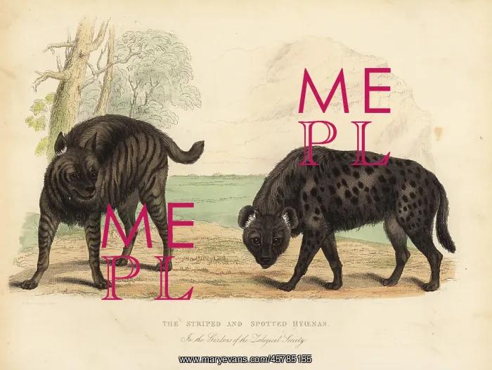 : The Striped Hyena and Spotted Hyena : The Striped Hyena and Spotted Hyena