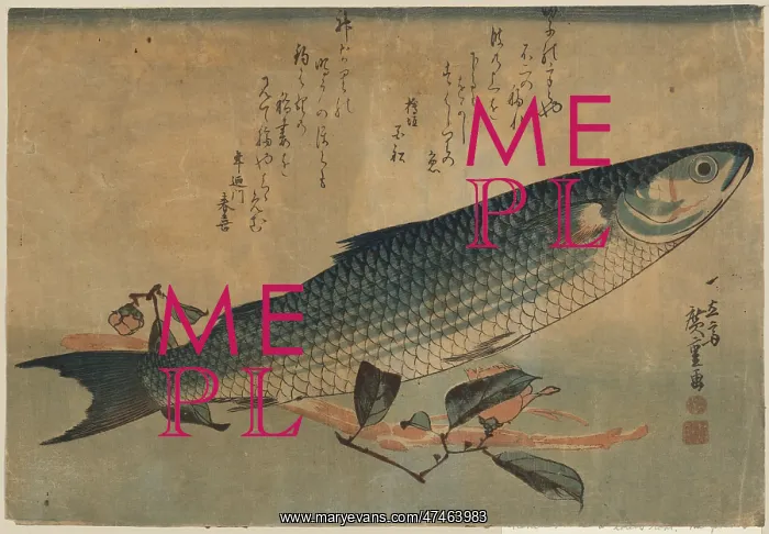 : Striped mullet (Bora)