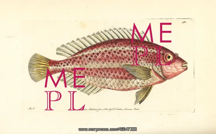 : Striped parrotfish, Scarus iseri : Striped parrotfish, Scarus iseri