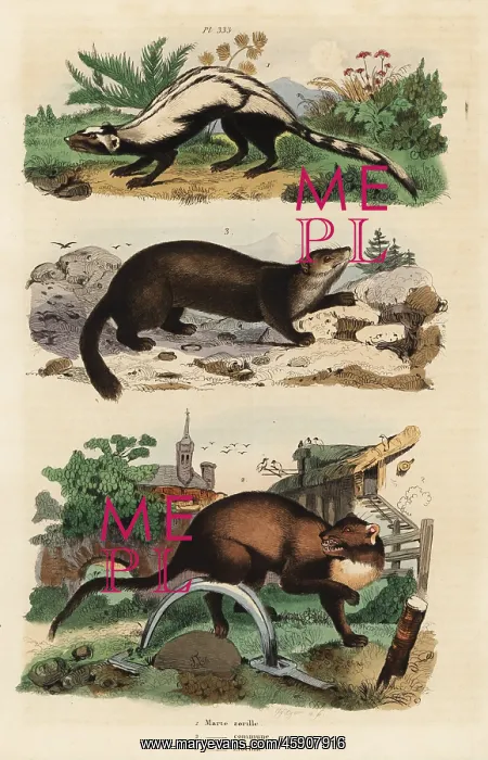 : Striped polecat, European pine marten and sable : Striped polecat, European pine marten and sable