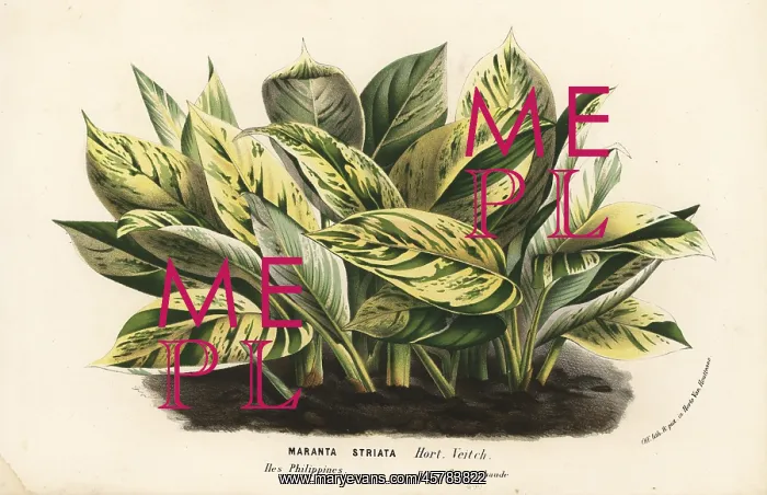 : Striped prayer plant, Maranta striata : Striped prayer plant, Maranta striata