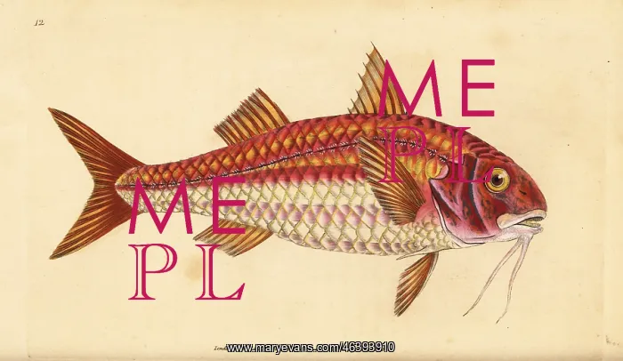 : Striped red mullet, Mullus surmuletus : Striped red mullet, Mullus surmuletus