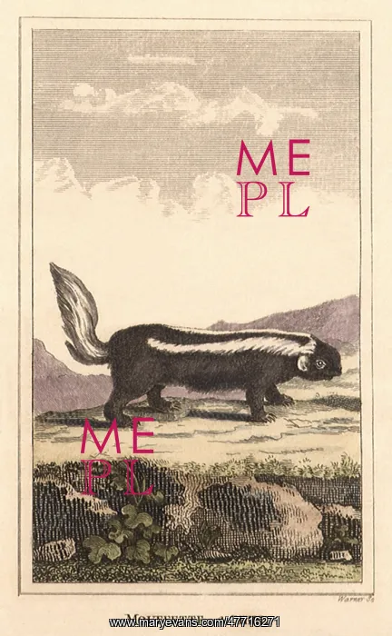  : Striped Skunk