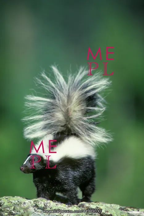  : Striped Skunk Mephitis