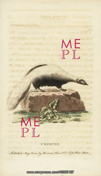 : Striped skunk, Mephitis mephitis : Striped skunk, Mephitis mephitis
