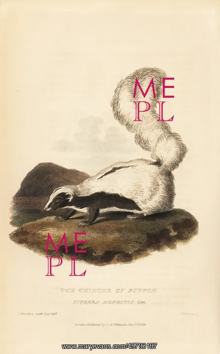: Striped skunk, Mephitis mephitis : Striped skunk, Mephitis mephitis